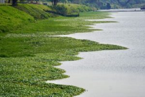 Poluição cai até 55% em pontos dos rios Pinheiros e Tietê